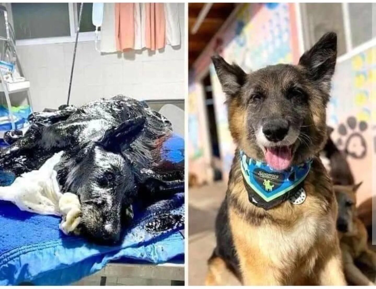 пять минут тишины сериал собака пузырь. новошотландский ретривер пять минут тишины. 5 минут тишины какая собака. порода собаки в фильме 5 минут тишины. собака из сериала пять минут тишины.