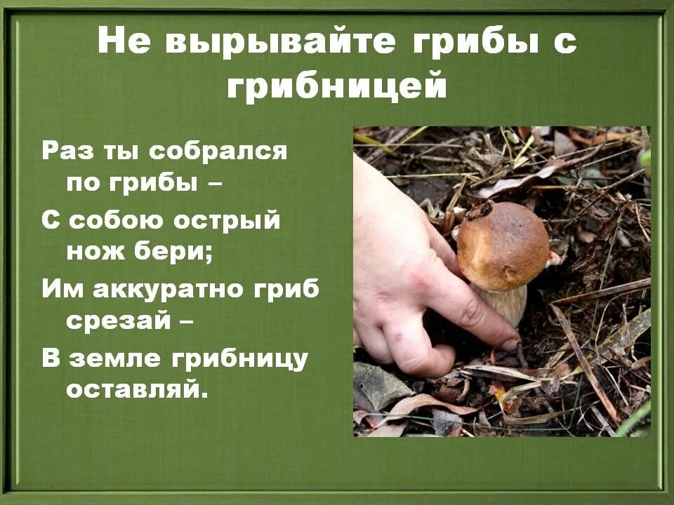 Вырванный гриб. Как нельзя собирать грибы. Не вырывайте грибы с корнем. Знак правильно срезайте грибы.