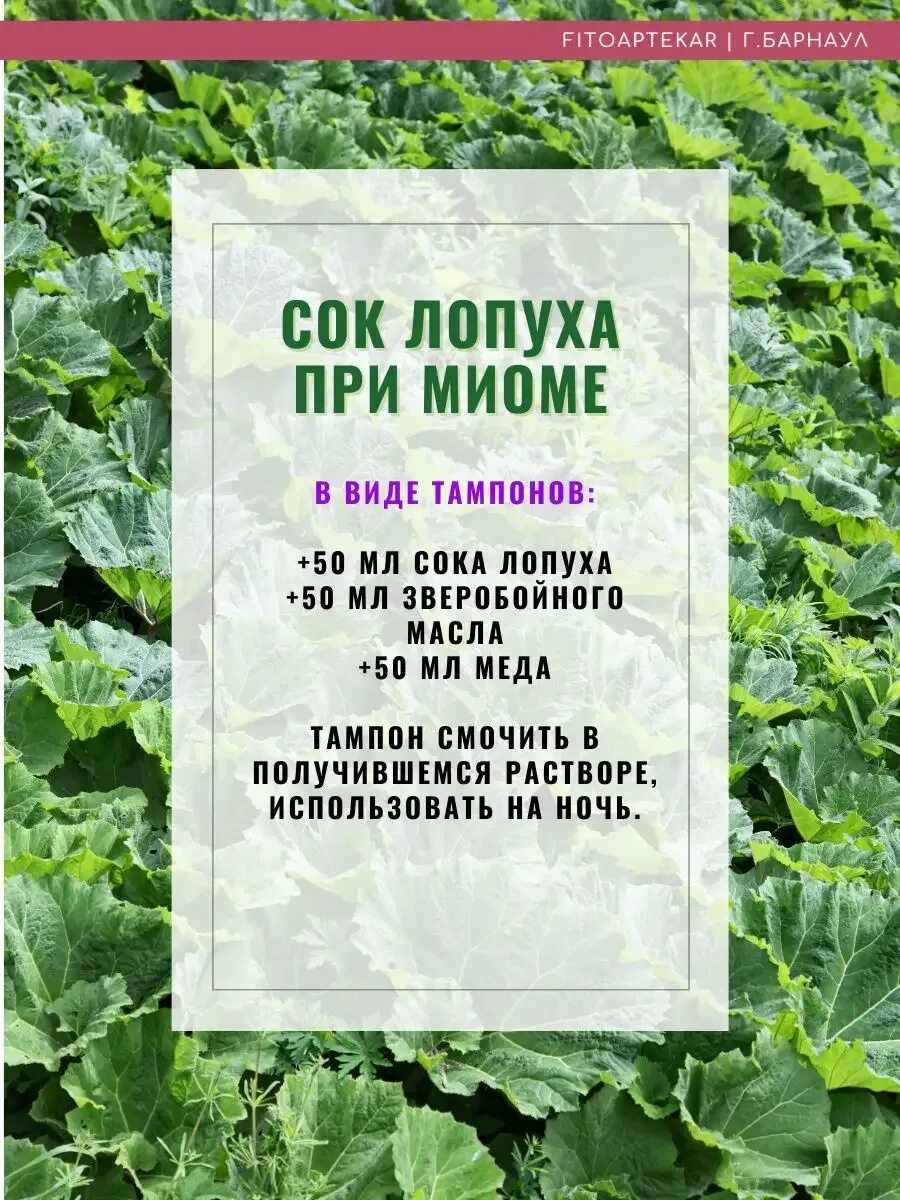 Сок лопуха в народной медицине. Сок корня лопуха. Сок листьев лопуха. Чем полезен сок лопуха по гинекологии. Сок лопуха при миоме.