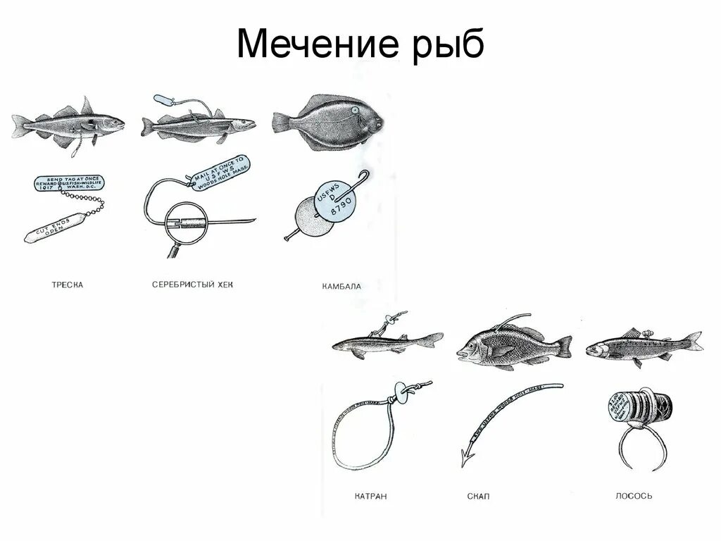 Метка рыбы. Мечение рыб. Методы мечения рыб. Мечение рыб типы меток. Методы мечения племенных рыб.