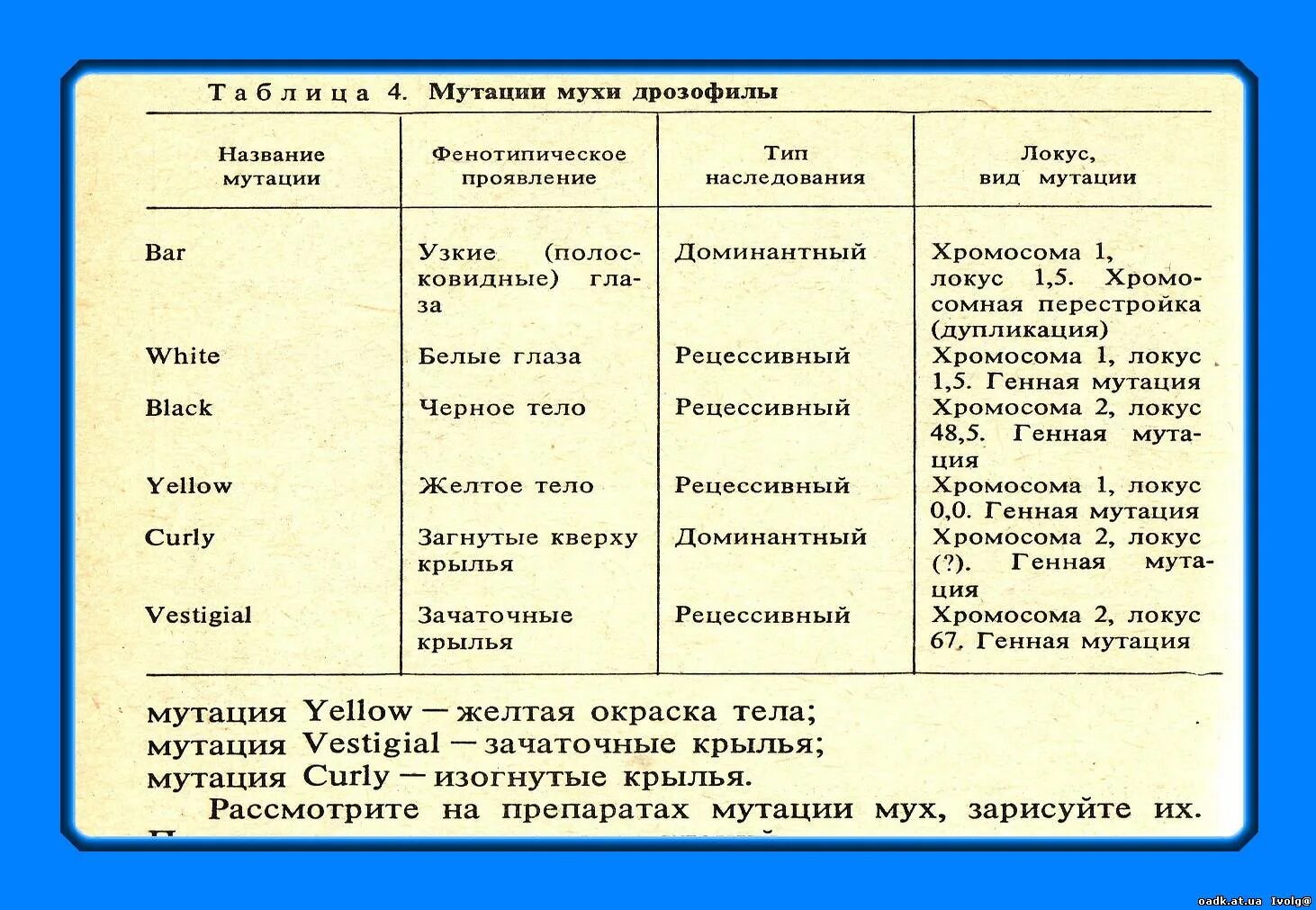 Таблица сравнения нормальных и мутантных форм дрозофил. Мутантные линии дрозофилы таблица. Мутации дрозофилы. Сравнение нормальных и мутантных форм дрозофил.