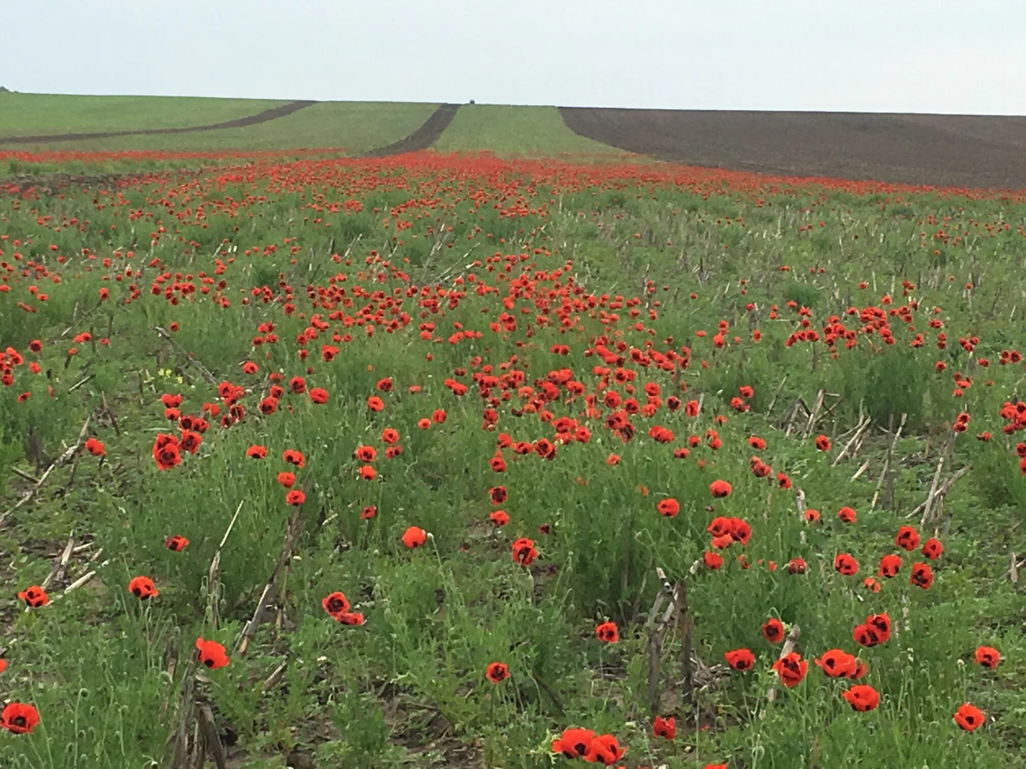 Нижний Курп. Село Нижний Курп. Курпские высоты. Курпские высоты КБР.