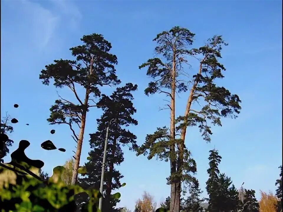 Песня муромские леса. Песня муромские леса. Песня муромские леса. Сосновый лес гуашью. В заповедных и дремучих.