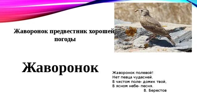 Жуковский жаворонок 2 класс. Кто написал песню жаворонок. И песню раннюю запел в лазури жаворонок. Кто написал песню жаворонок. Жаворонок приметы.