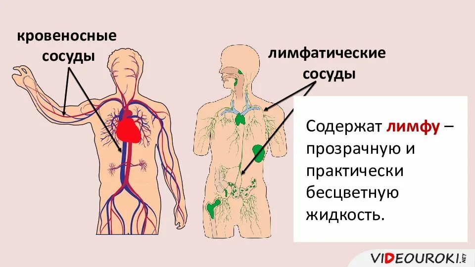 Лимфа система человека схема движения лимфы. Движение лимфы. передвижение лимфы. движение крови и лимфы. движение крови по сосудам лимфообращение.