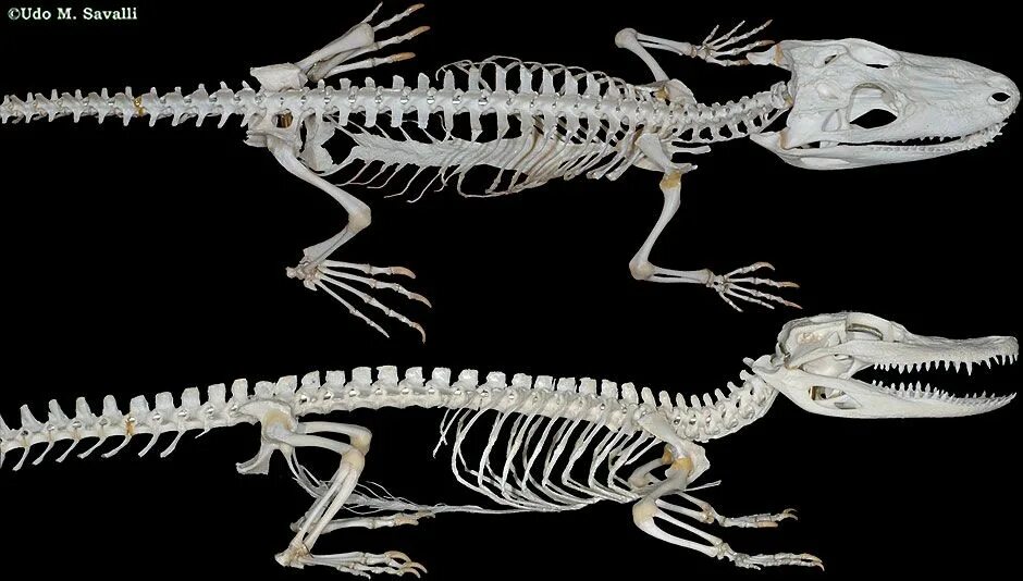 Отделы позвоночника крокодила. Скелет крокодила. Скелет пресмыкающихся. Скелет крокодила и аллигатора. Осевой скелет крокодила.