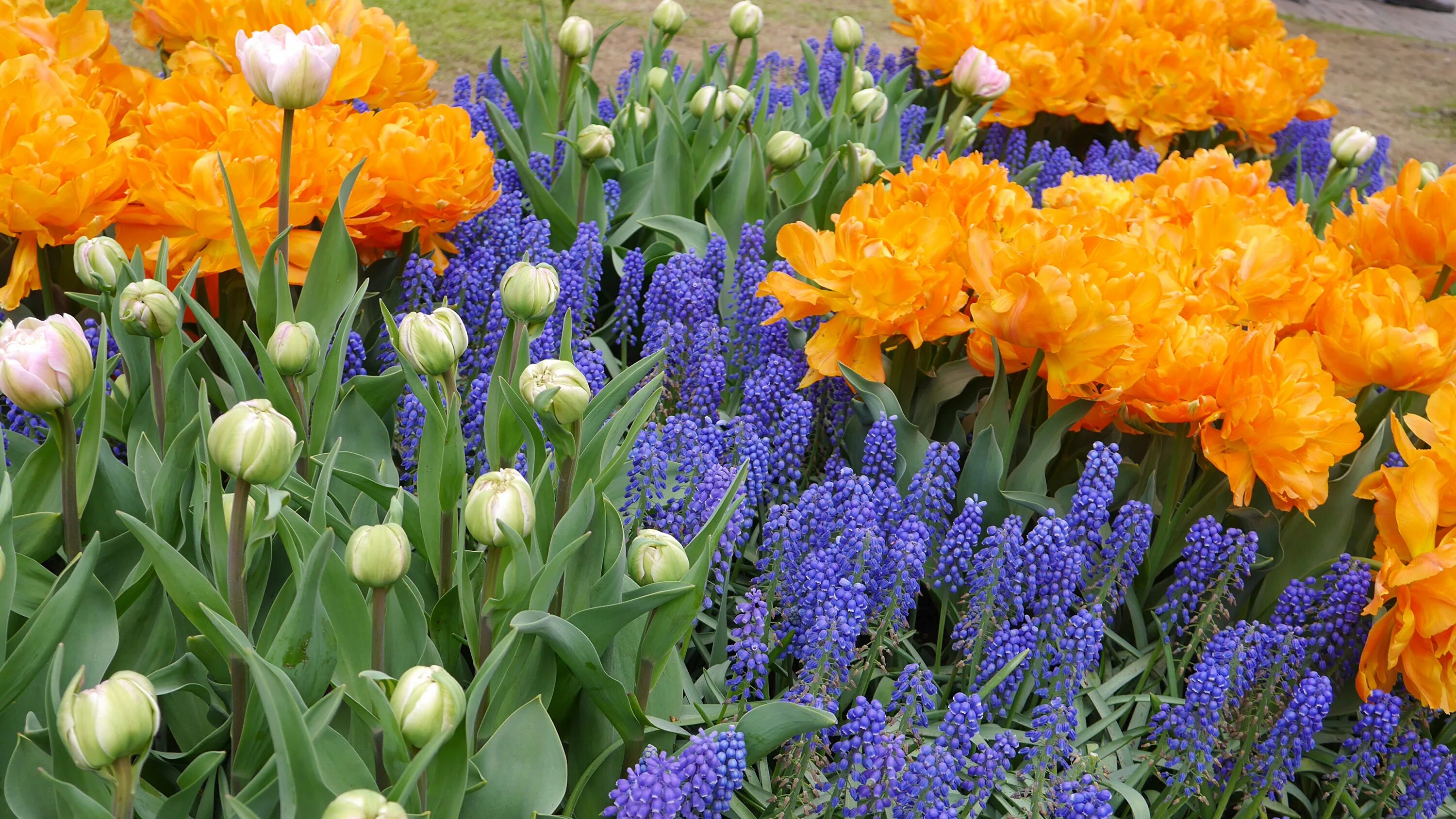 В цветнике растут тюльпаны гиацинты и пионы. Гиацинт крокус ,рябчик. Мускари крокусы гиацинты. Тюльпаны гиацинты нарциссы. Миксбордер с тюльпанами и нарциссами.