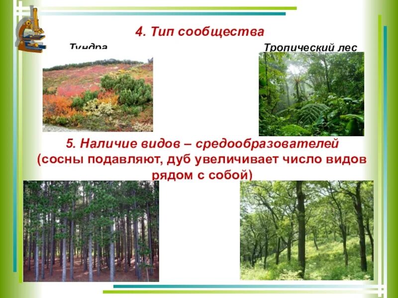 Виды средообразователи это. Вид средообразователь в лиственном лесу. Видовая структура растительного сообщества средообразователи. Виды средообразователи тропического леса. Видом средообразователем в хвойном лесу