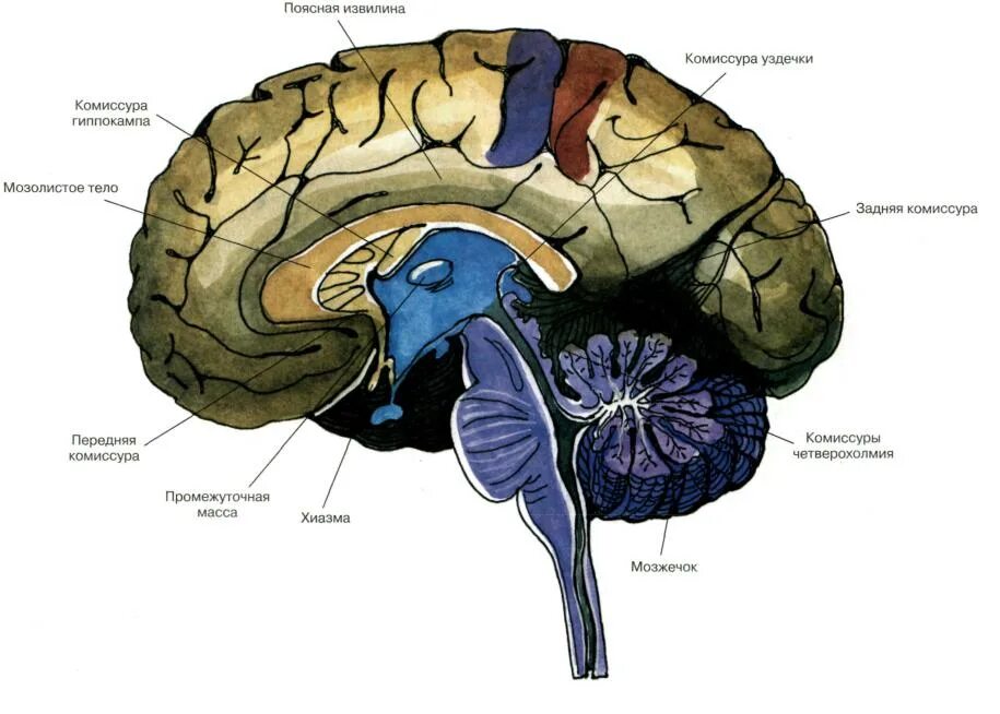 Две коры головного мозга. Поясная извилина и мозолистое тело. Строение мозга человека мозолистое тело. Структура 2 полушарий головного мозга. Анатомия головного мозга атлас.