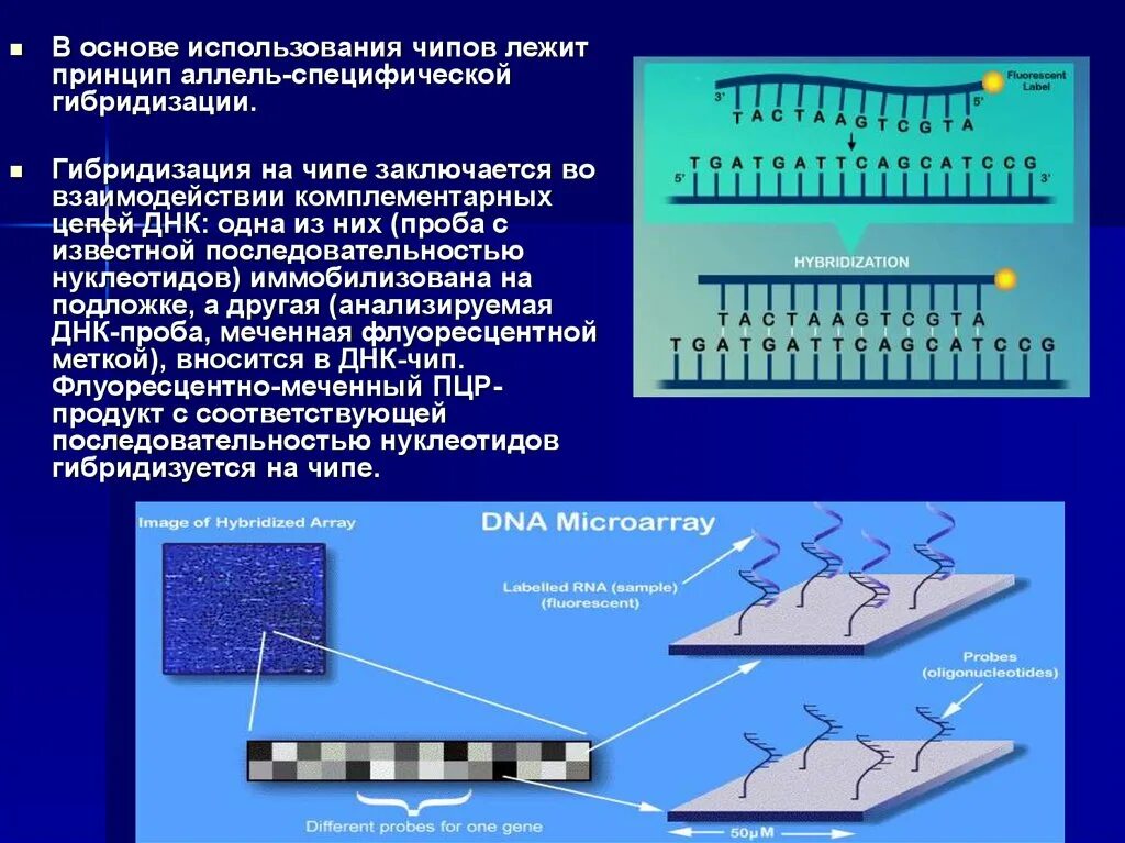 Суть метода гибридизации. ДНК микрочипы. Метод ДНК чипов. Метод гибридизации ДНК. Использование микрочипов.