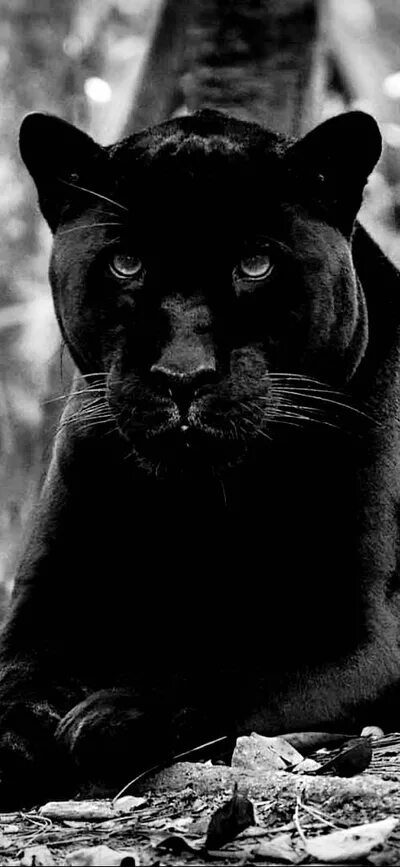Пантера черно белые фото Мощь и красота в снимках Ярроу David yarrow, Wildlife photos, Animal photography