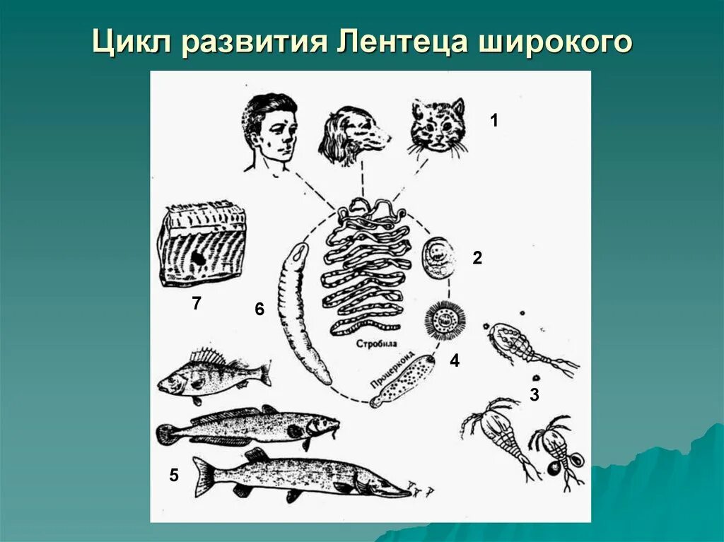 Жизненный цикл широкого лентеца схема. Широкий лентец цикл развития. Жизненный цикл широкого лентеца рисунок. Жизненный цикл широкий лентец рисунок.