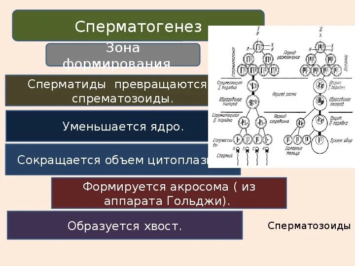 Сперматогенез описание процесса. Сперматогенез и оогенез. Периоды сперматогенеза и овогенеза. 9 Класс биология сперматогенез. Блок схема сперматогенеза.