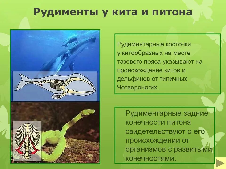 Задние конечности китообразных. Скелет кита рудименты. рудименты тазового пояса кита. рудиментарные задние конечности питона.