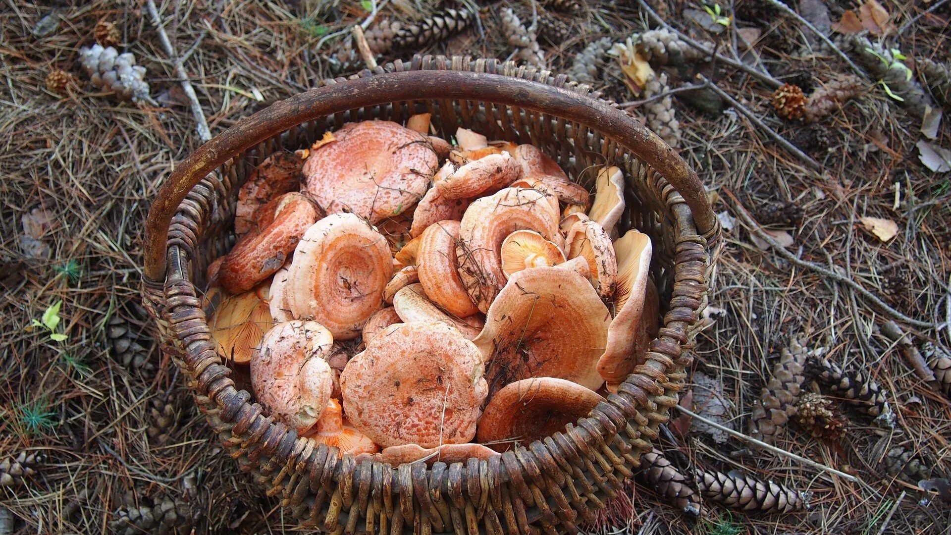 Рыжик Сосновый/Боровой (Lactarius deliciosus);. Грибы грузди рыжики. Грузди рыжики. Фото рыжиков грибов. Собираем грибы рыжики