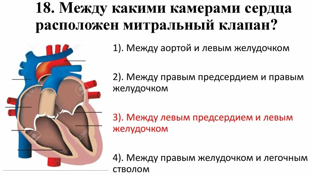 Митральный клапан расположен