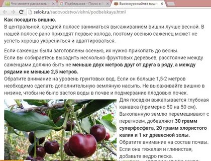 Сорт вишни чернокорка отзывы