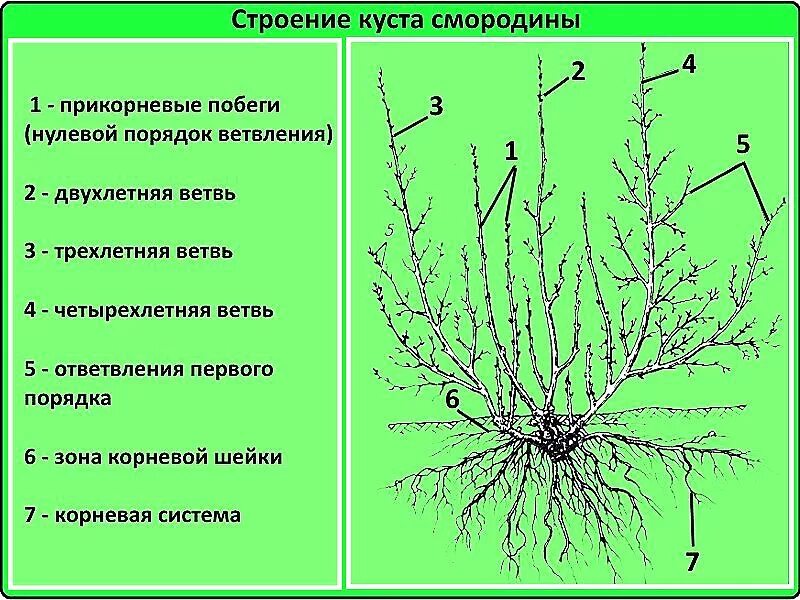 Нулевой лист. Строение куста черной смородины. Строение куста красной смородины. Строение куста смородины схема. Схема обрезки куста смородины.