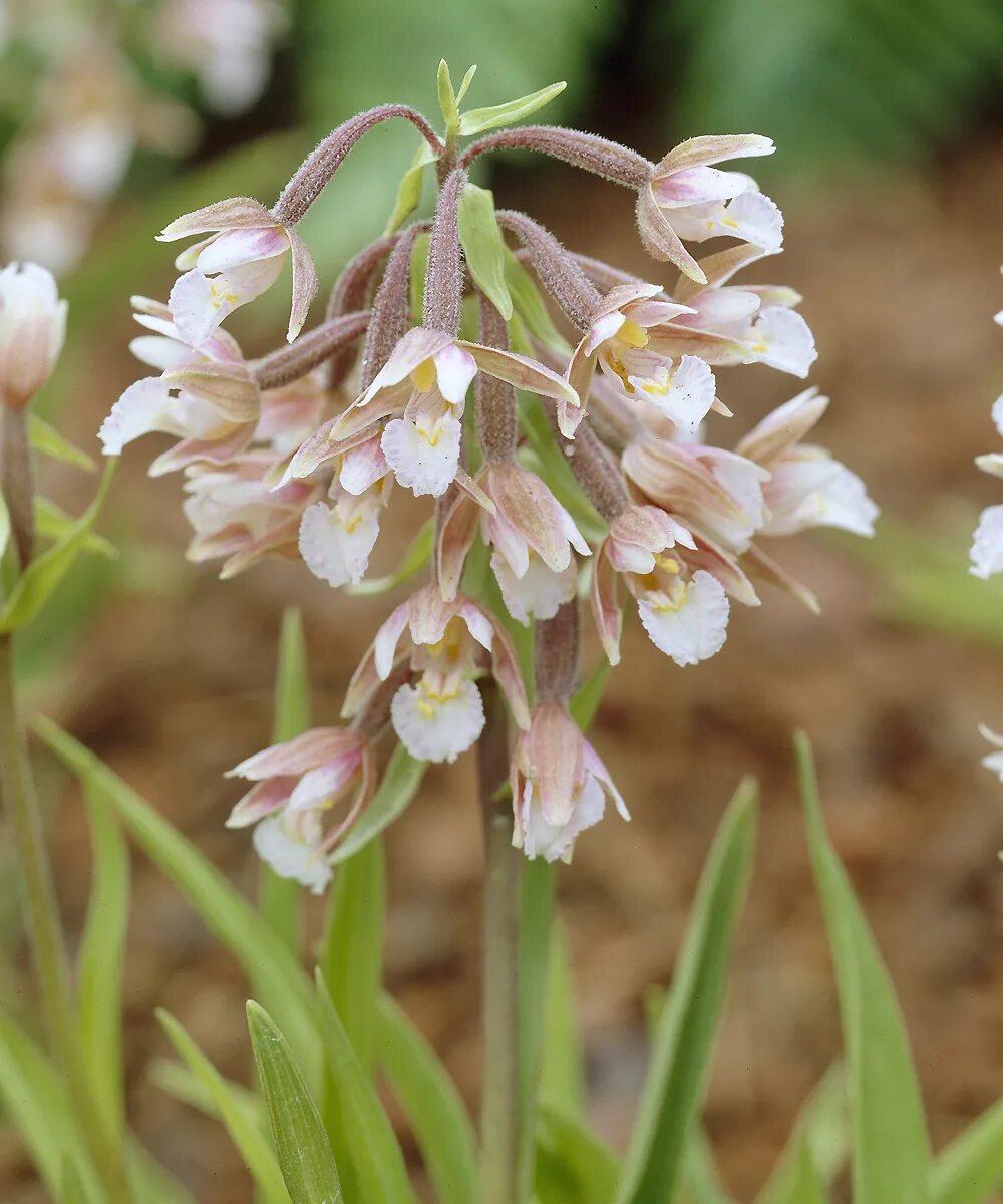 Дремлик болотный. Дремлик болотный (Epipactis palustris). Дремлик болотный (Epipactis palustris (l.) Crantz ). Дремлик болотный Северная Орхидея.