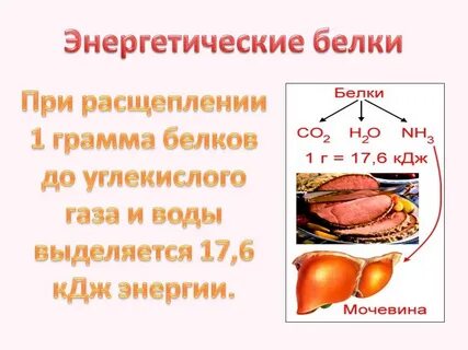 Расщепление 1 г белка