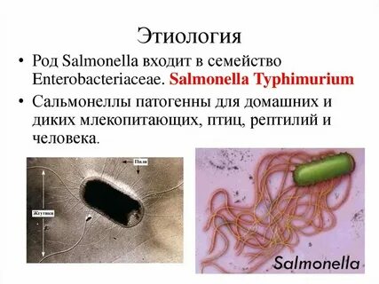 Сальмонеллез карантин сколько дней