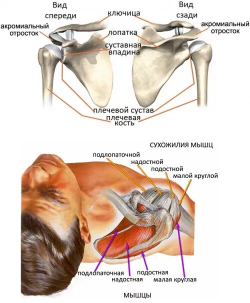 Сухожилие ротаторная манжета. Ротаторная манжета плечевого сустава. Строение ротаторной манжеты плеча. Вращательная манжета плечевого сустава анатомия.