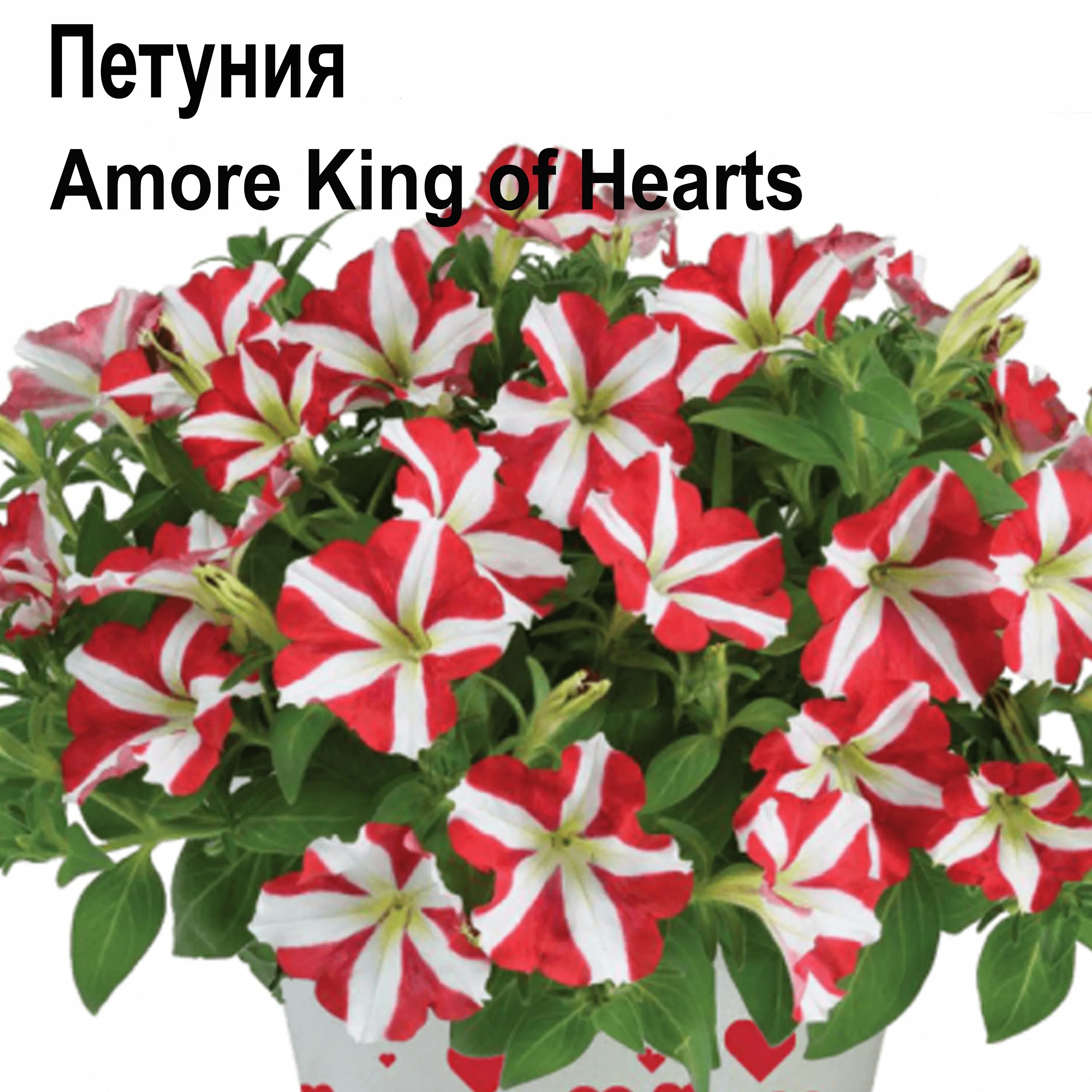 Петуния amore. Петуния Аморе Кинг. Петуния Amore King of Hearts. Петуния Аморе Фиеста. Петуния Аморе Квин.