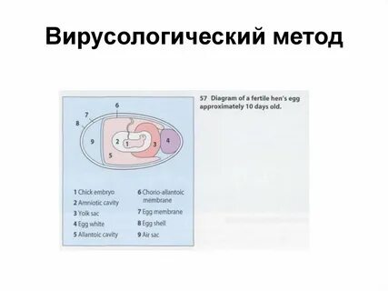 Вирусологический метод исследования его этапы