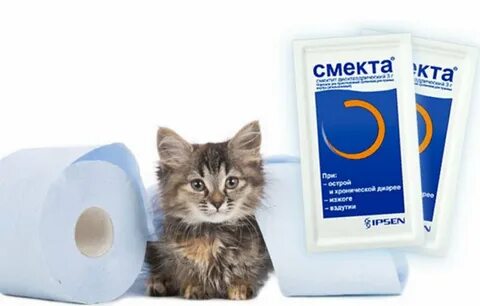 Цвет поноса у кошки