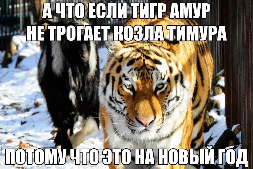 Я тигр. День тигра. Открытка с тигром. Картинки тигра с надписями. Поздравление от тигра.