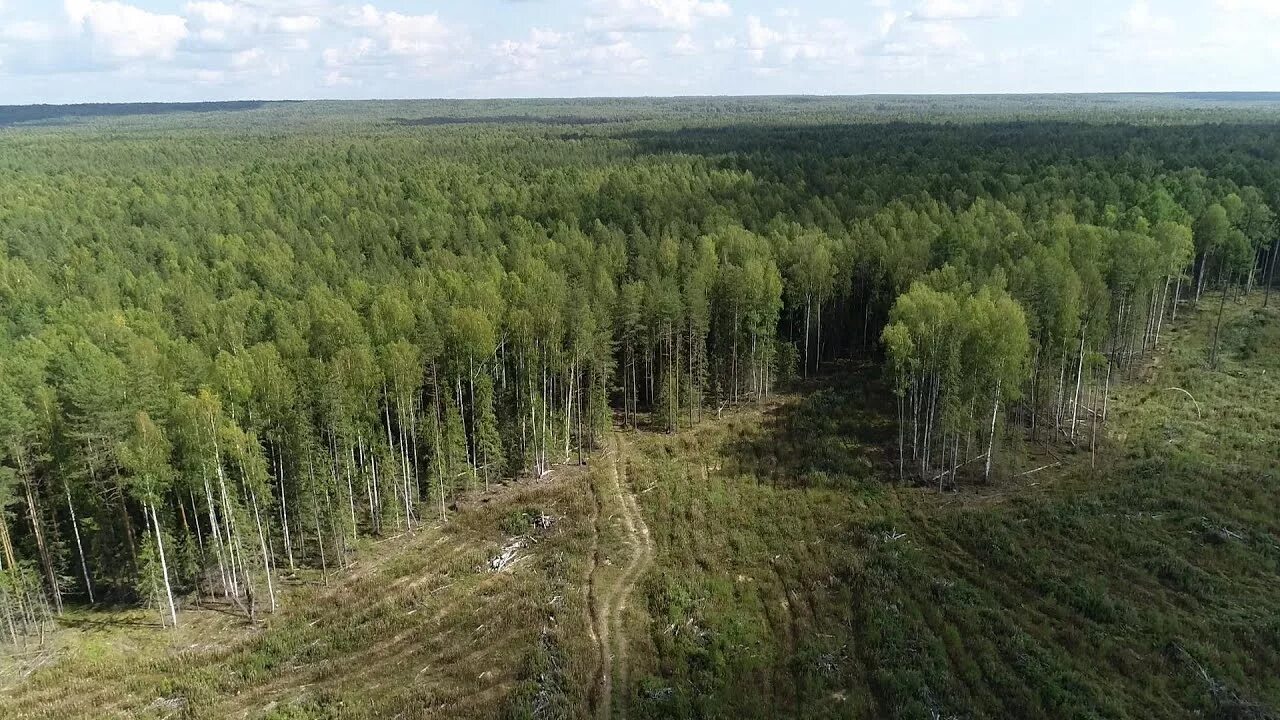 Леса число. Леса костромской области. астрахань леса. вырубка леса кострома. фото лесов костромской обл.