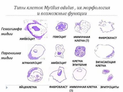 Оне морфология