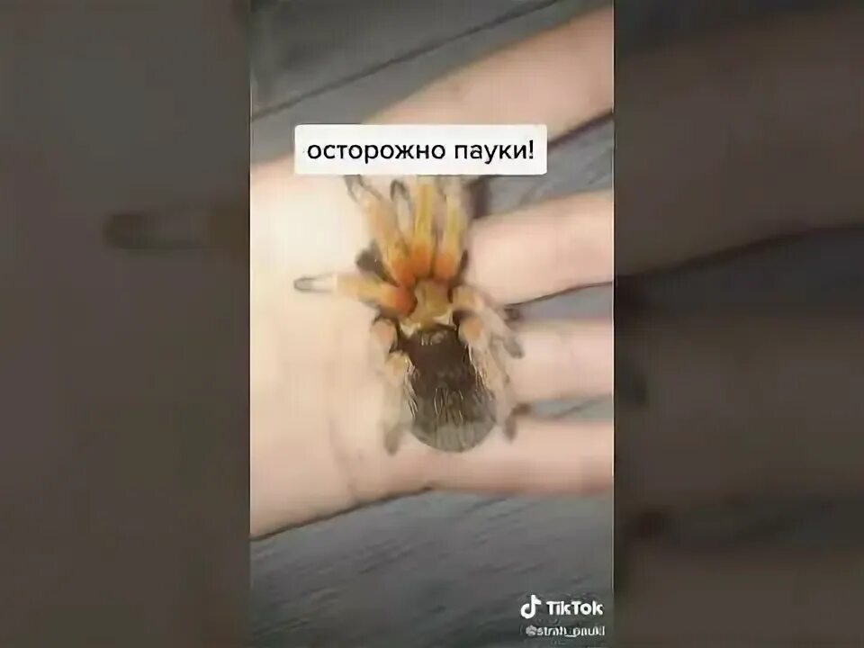 Как определить пол паука. Определение пола паука брахипельма. определить пол паука птицееда. определение пола птицееда. паук на полу.