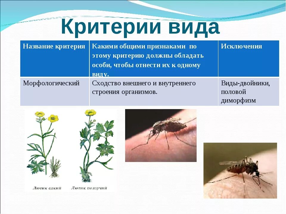 Физиологические признаки это в биологии. Биологический вид примеры. Морфологический и физиологические критерии. Биологический критерий примеры.