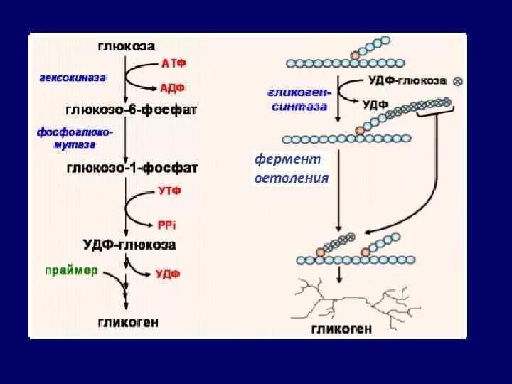 Синтез гликогена происходит. Гликогеногенез биохимия. Синтез гликогена биохимия схема. Схема синтеза и распада гликогена. Синтез и распад гликогена биохимия.