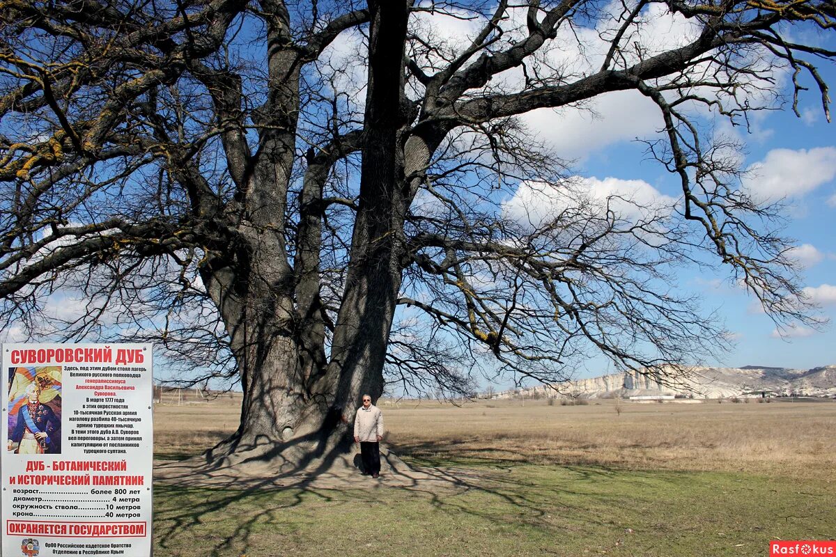 суворовский дуб белогорск крым. суворовский дуб в крыму. суворовский дуб в крыму. дуб белая скала. белая скала суворовский дуб.