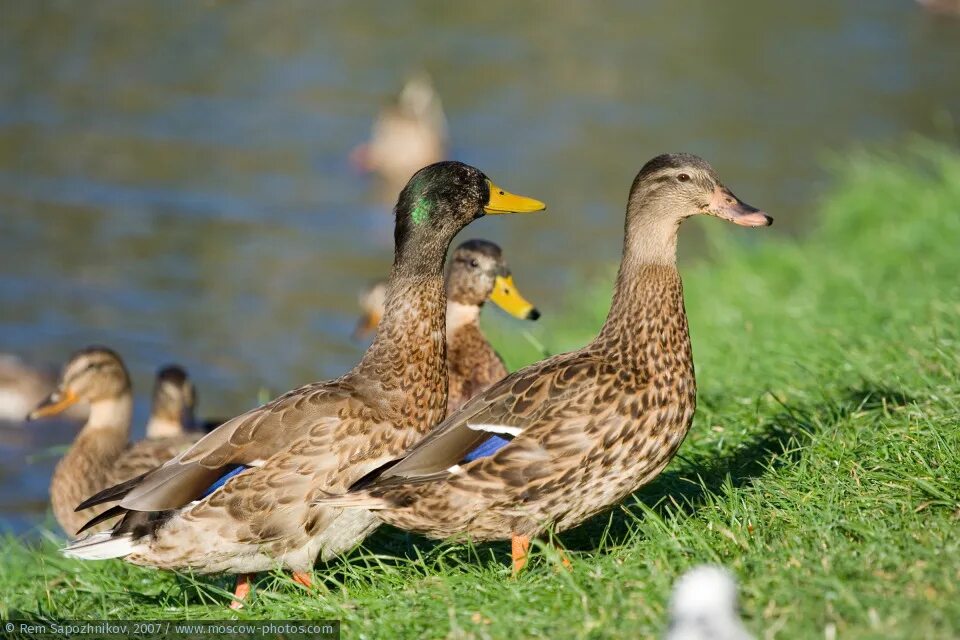 московская кряква. утки в москве. московская кряква. утки в москве. утки в москве.