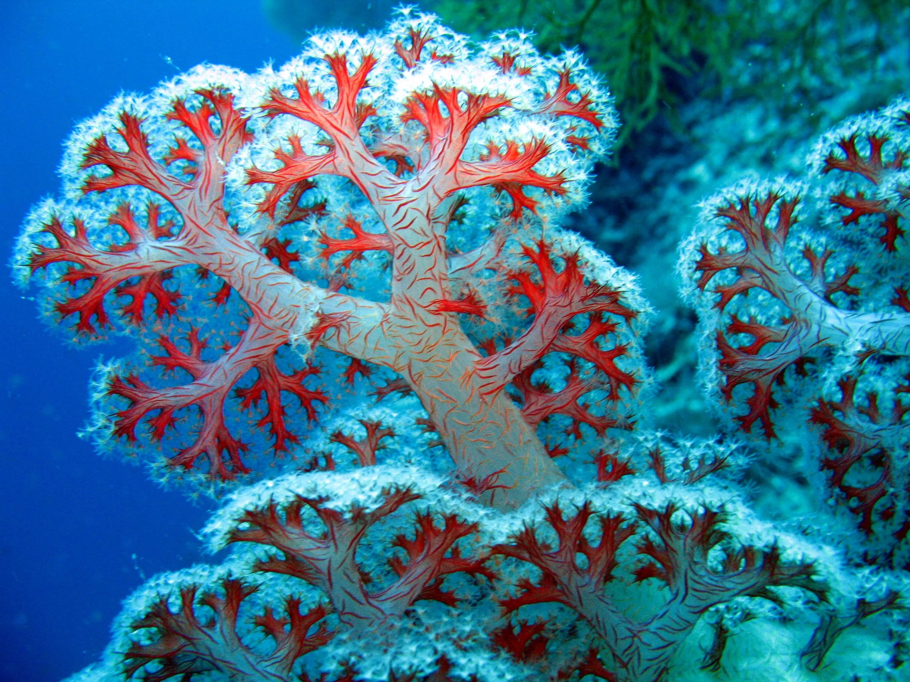 Коралловые полипы рифы. Коралловые полипы Кишечнополостные. Красный коралл Кишечнополостные. Морские Кишечнополостные коралловые полипы.