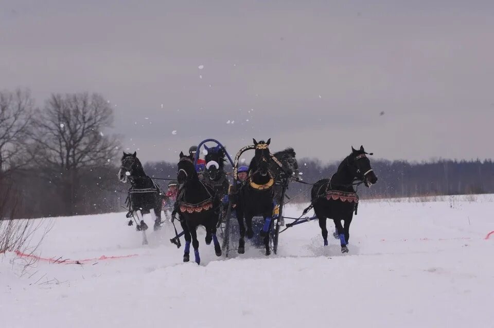 Тройка в 2017 году. Рысаки с полозьями 19 век город зима. Рысак в санях. Тройка русских рысаков. Тройка Нижегородская область.