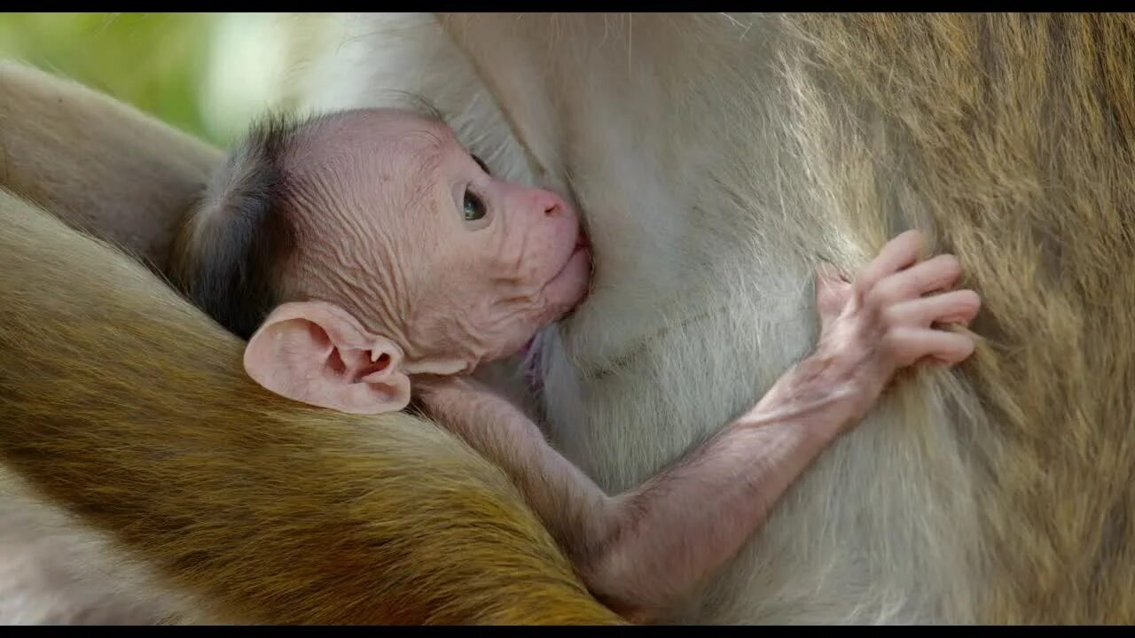 Новорожденная обезьянка. Новорожденная мартышка. Новорожденный детеныш обезьяны. Маленький кайфует