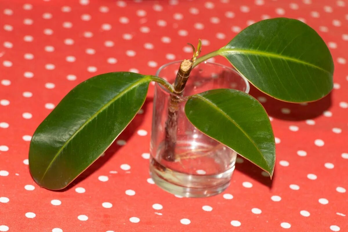 Фикус эластика как размножать. Падающий фикус. массаж фикус. rubber fig фото. propagation of ficus.