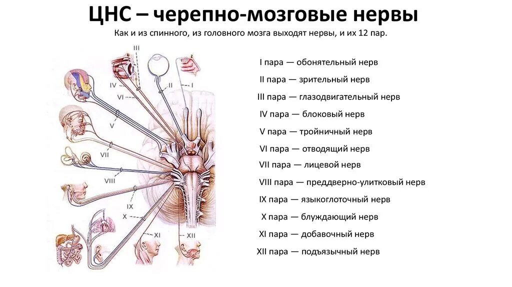 Три черепных нерва. 12 Пар черепных нервов схема. 12 Пар черепно мозговых нервов на латыни. 12 Пара черепных нервов анатомия схема. 12 Пар черепно мозговых нервов таблица латынь.