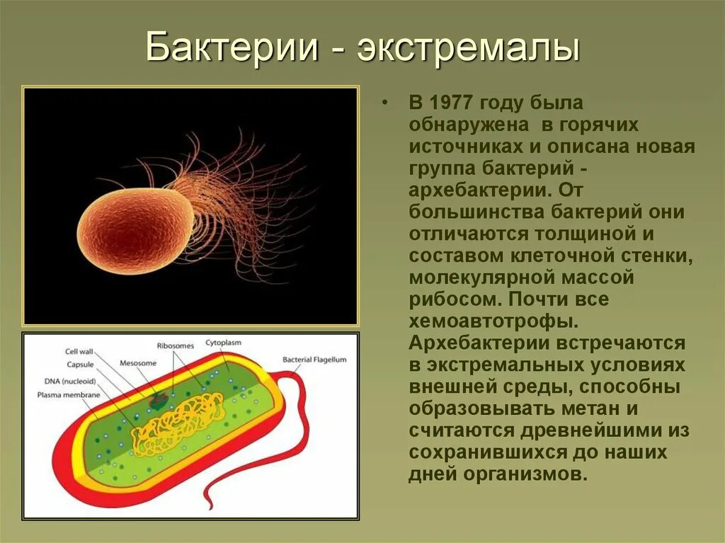 Микроорганизмы прокариоты