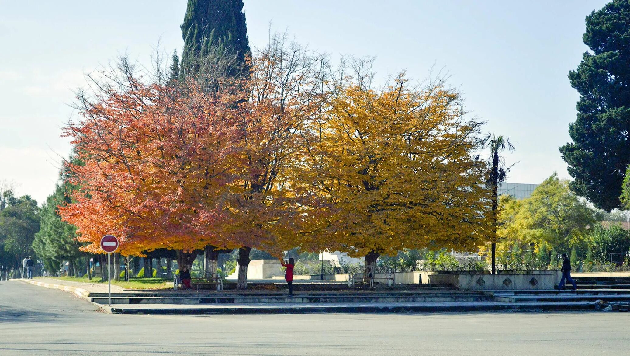 Темир агач дерево. Засохшие фруктовые сады. Темир агач дерево. Азербайджанское дерево чоча. Деревья в азербайджане название.