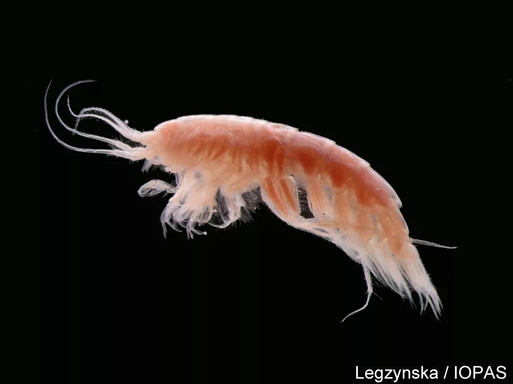 Ракообразные черви. Креветка-богомол мантис. Кольчатые черви личинки. Группы животных моллюски черви. Рачок бокоплав.