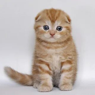 Рыжий вислоухий котенок