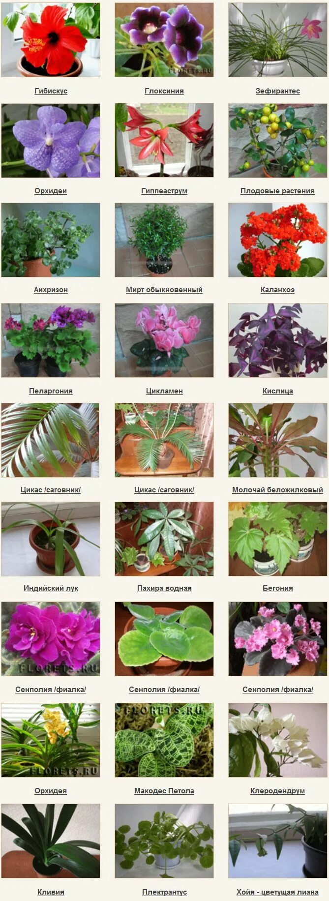 Красивые названия цветов растений. Комнатные растения названия. Домашние цвета с названиями. Домашние цветы названия. Название домашних цветов.