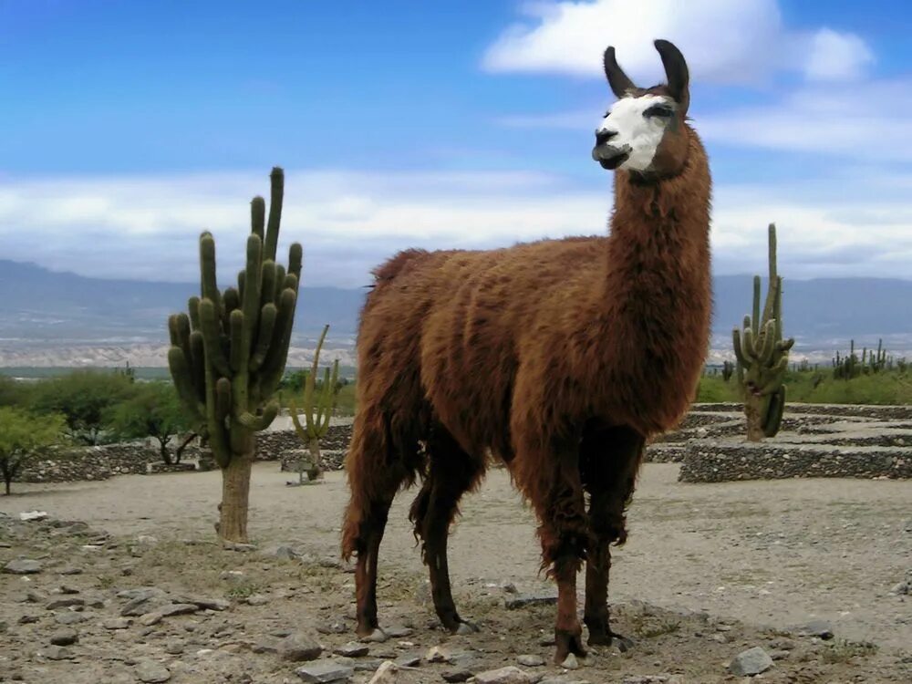 Animal latin. Гуанако в Южной Америке. Альпака Южная Америка. Лама в Южной Америке. Животные Южной Америки лама, альпака.