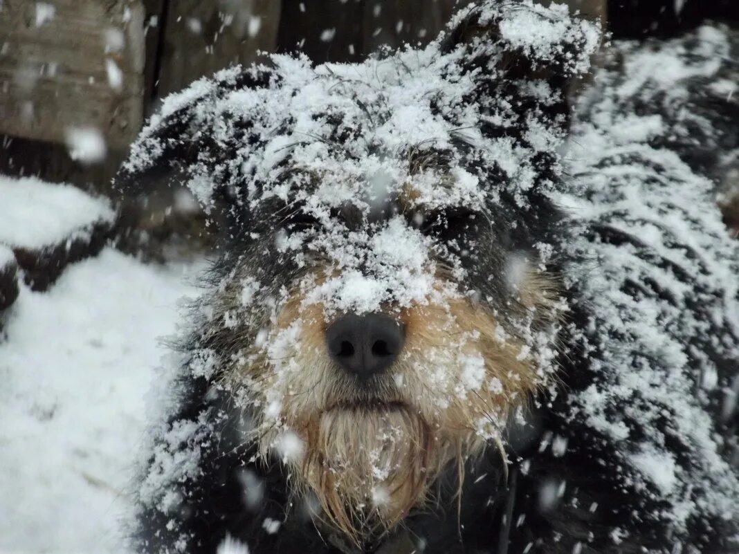 Собака снежок