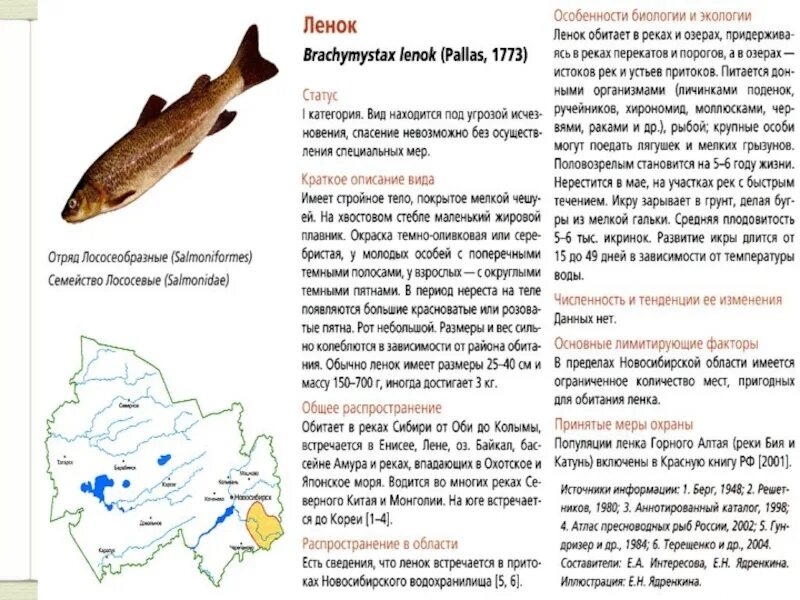 Рыбы Новосибирской области. Рыбы красной книги. Рыбы занесённые в красную книгу Новосибирской области. Красная книга Сибири рыбы.